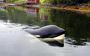 Cuộc giải cứu cá heo vĩ đại nhất thế giới